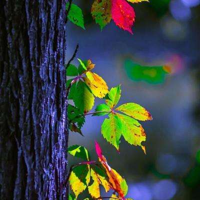 凯发游戏app下载